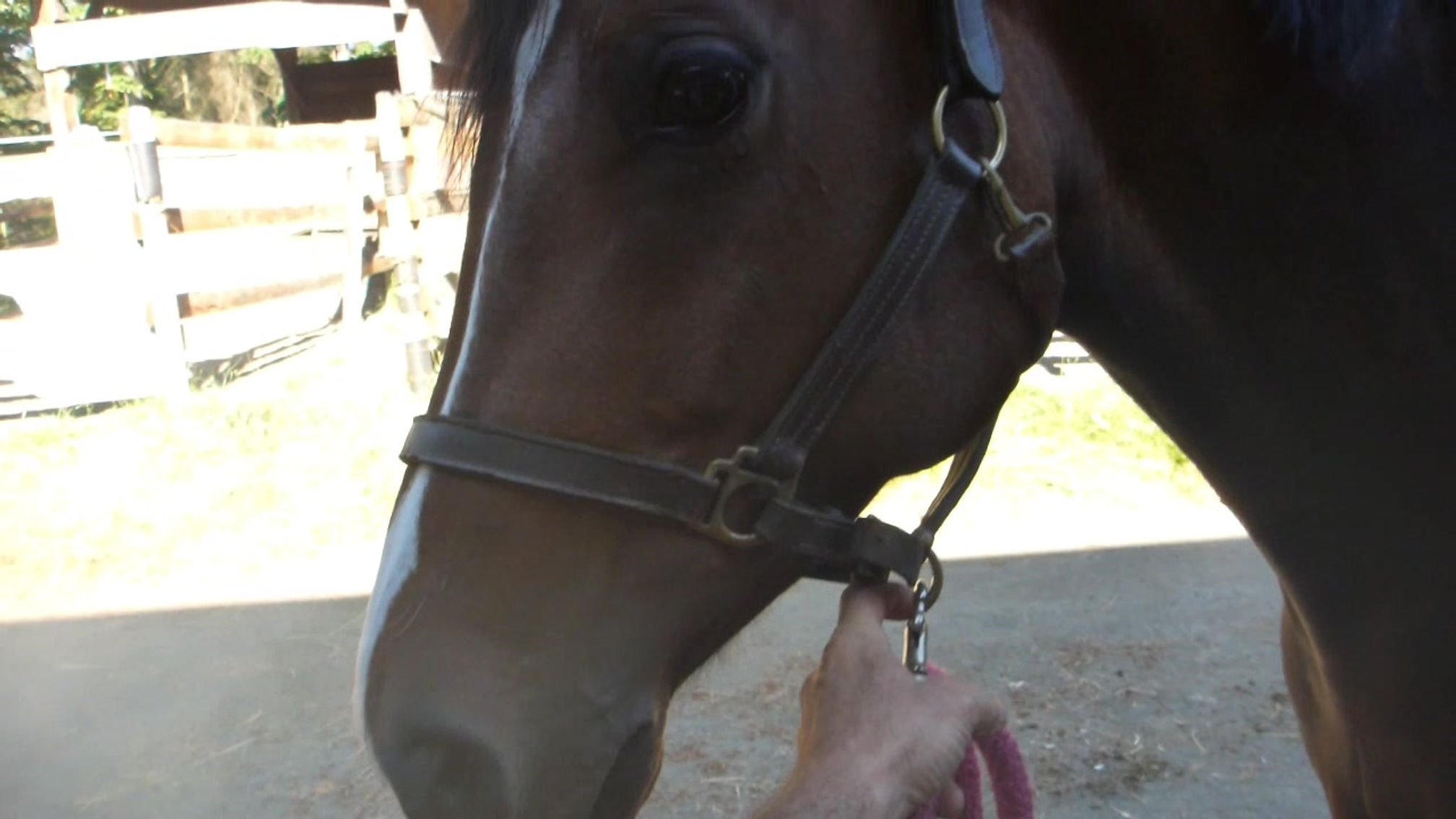 sitka getting shoes